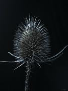 20th Oct 2021 - More Thistle