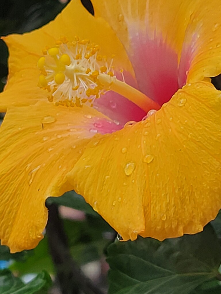 Yellow Hibiscus by 365projectorgheatherb
