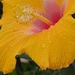 Yellow Hibiscus by 365projectorgheatherb