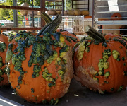 20th Oct 2021 - Pumpkins for sale