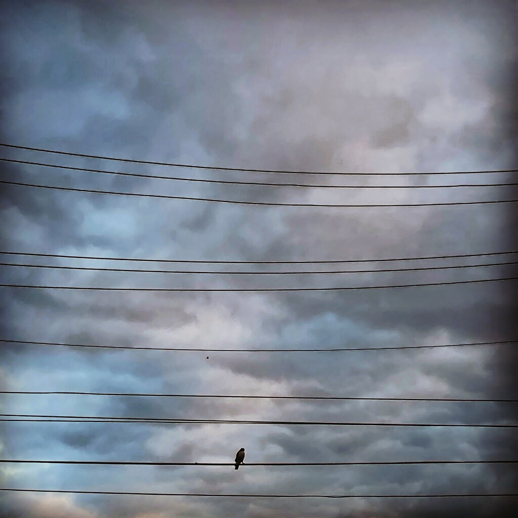 Bird on a wire… by kdrinkie
