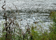 20th Oct 2021 - this egret is not my friend