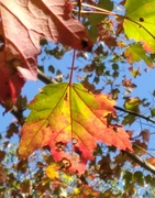 20th Oct 2021 - Fall Leaf