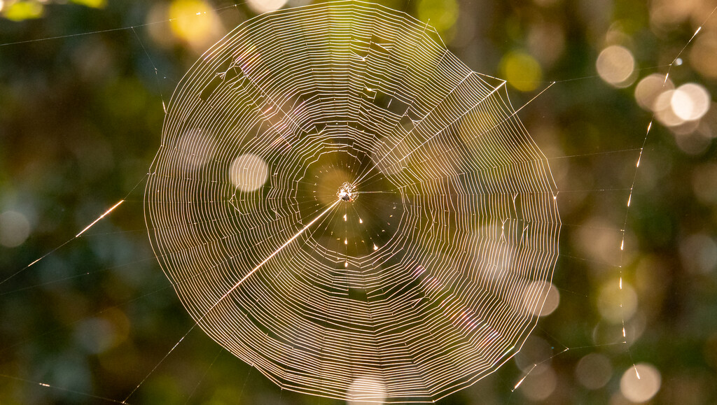 Sunslit Spider Web! by rickster549