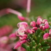 Rosemary grevillea by acolyte