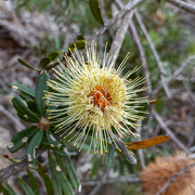 14th Oct 2021 - Banksia