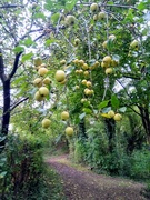 21st Oct 2021 - Autumn.. Apples