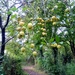 Autumn.. Apples by 365projectorgjoworboys