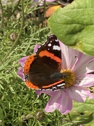 21st Oct 2021 - Late Butterfly 