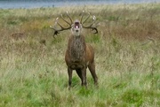 21st Oct 2021 - ROARING STAG
