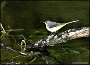 21st Oct 2021 - Grey wagtail