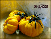 19th Oct 2021 - Spiders 