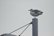 20th Oct 2021 - another unhappy seagull