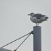 another unhappy seagull by midge