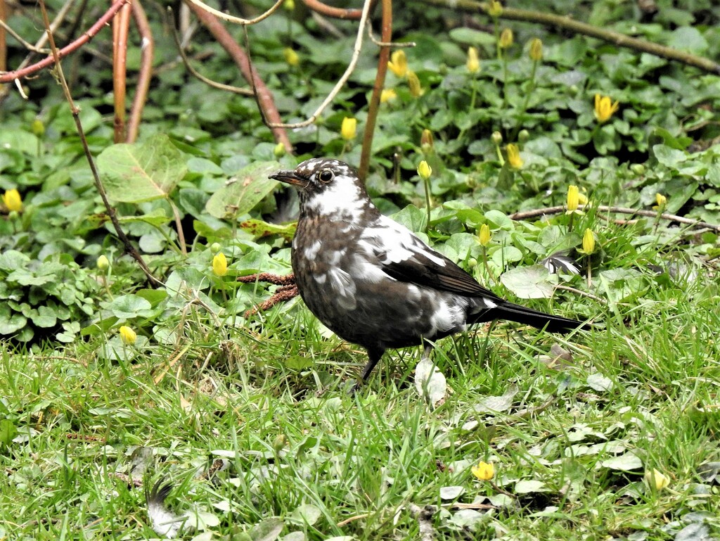 A Blackbird?? by susiemc