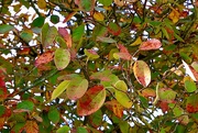 21st Oct 2021 - Autumnal Mystery Tree