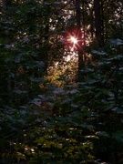 22nd Oct 2021 - Sunset through my trees...