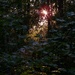 Sunset through my trees... by marlboromaam