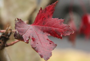 21st Oct 2021 - Red Maple
