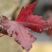 Red Maple by corinnec