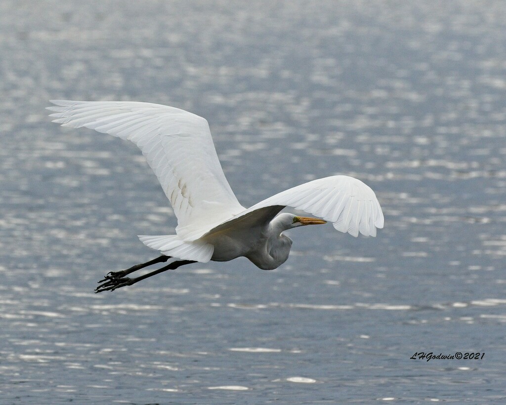 LHG_0638_Great Egret takes his exit by rontu