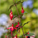 Fuchsia Magellanica by pcoulson