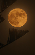 21st Oct 2021 - Hunter's moon