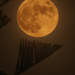 Hunter's moon by elza