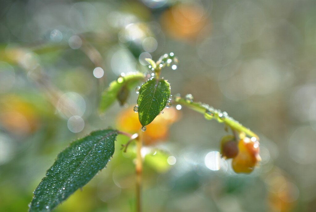 Day 276: Jewel-Weed  by jeanniec57