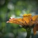 Day 282: Blooming still...  by jeanniec57
