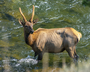21st Oct 2021 - Young Bull Elk
