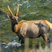 Young Bull Elk by cwbill