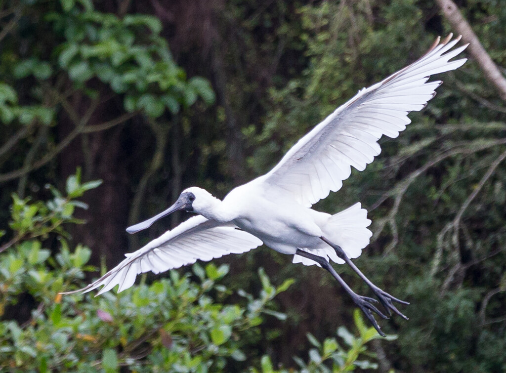 Spoonbill taking off for a spin by creative_shots