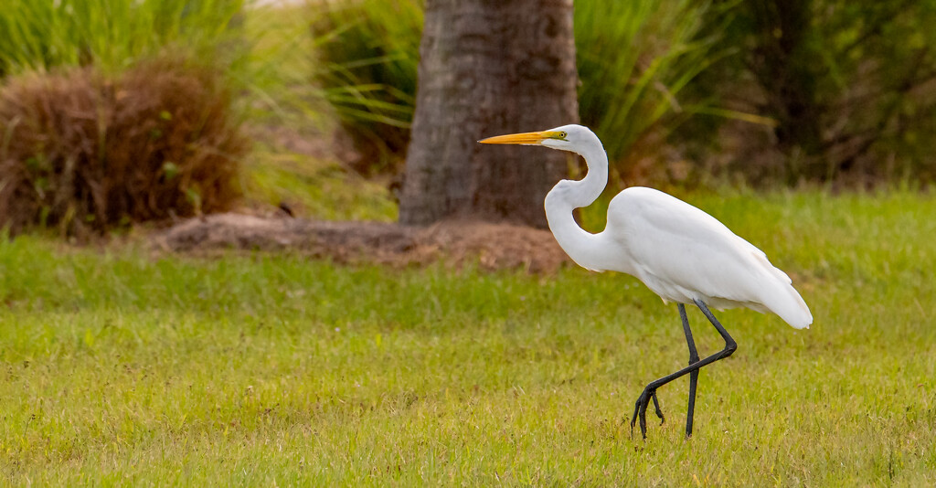 The Egret Stalking the Lizards! by rickster549