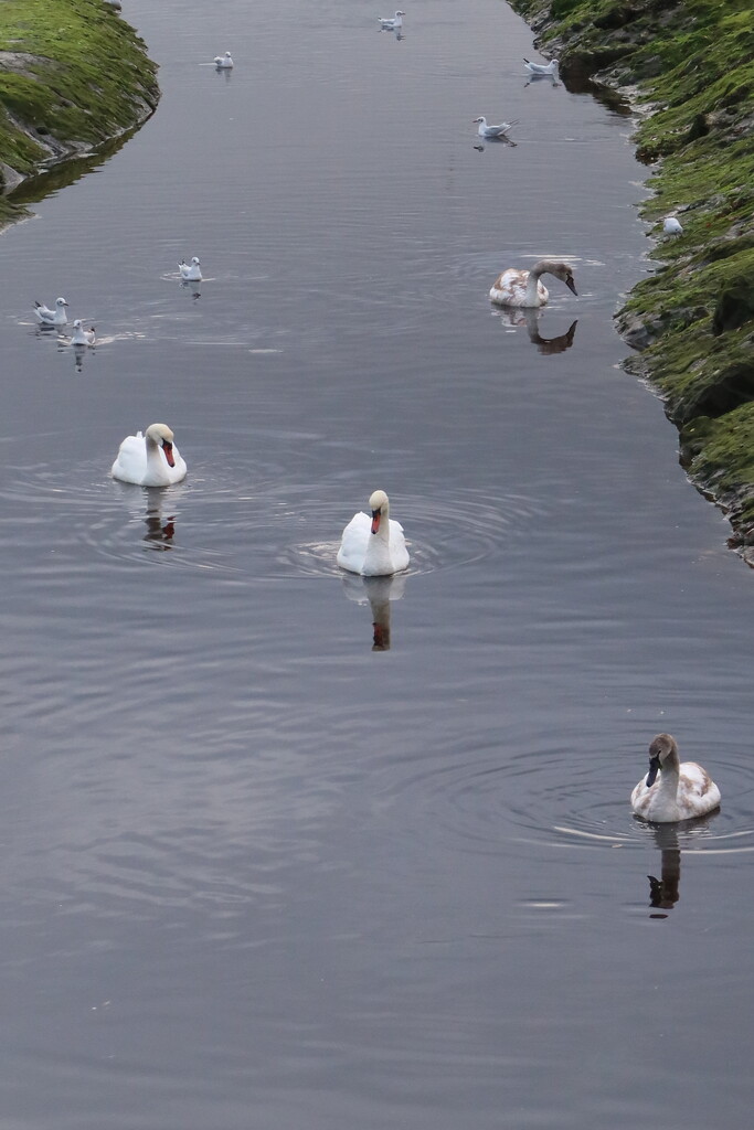 Swan Quartet by davemockford