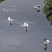 Swan Quartet by davemockford