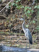 22nd Oct 2021 - Great Blue Heron