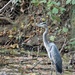 Great Blue Heron by kimhearn