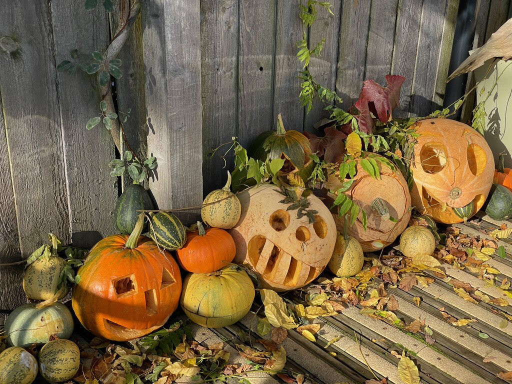 Halloween pumpkins by 365projectmaxine