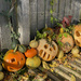 Halloween pumpkins by 365projectmaxine