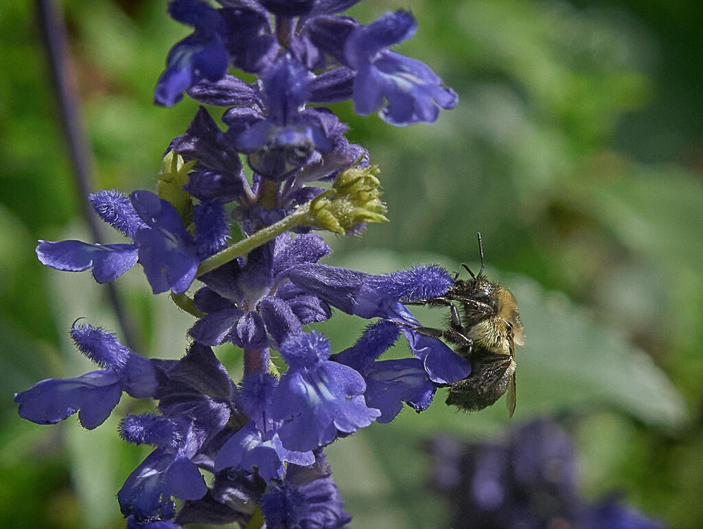 Bee on Blue by gardencat