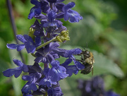 22nd Oct 2021 - Bee on Blue