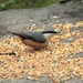  Nuthatch Feasting by susiemc