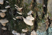 21st Oct 2021 - Fungus and moss