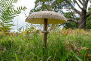 22nd Oct 2021 - Parasol Mushroom