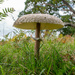 Parasol Mushroom by rjb71