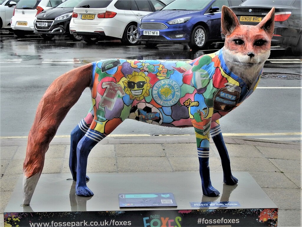 Fosse Park foxes 03 Paco by oldjosh