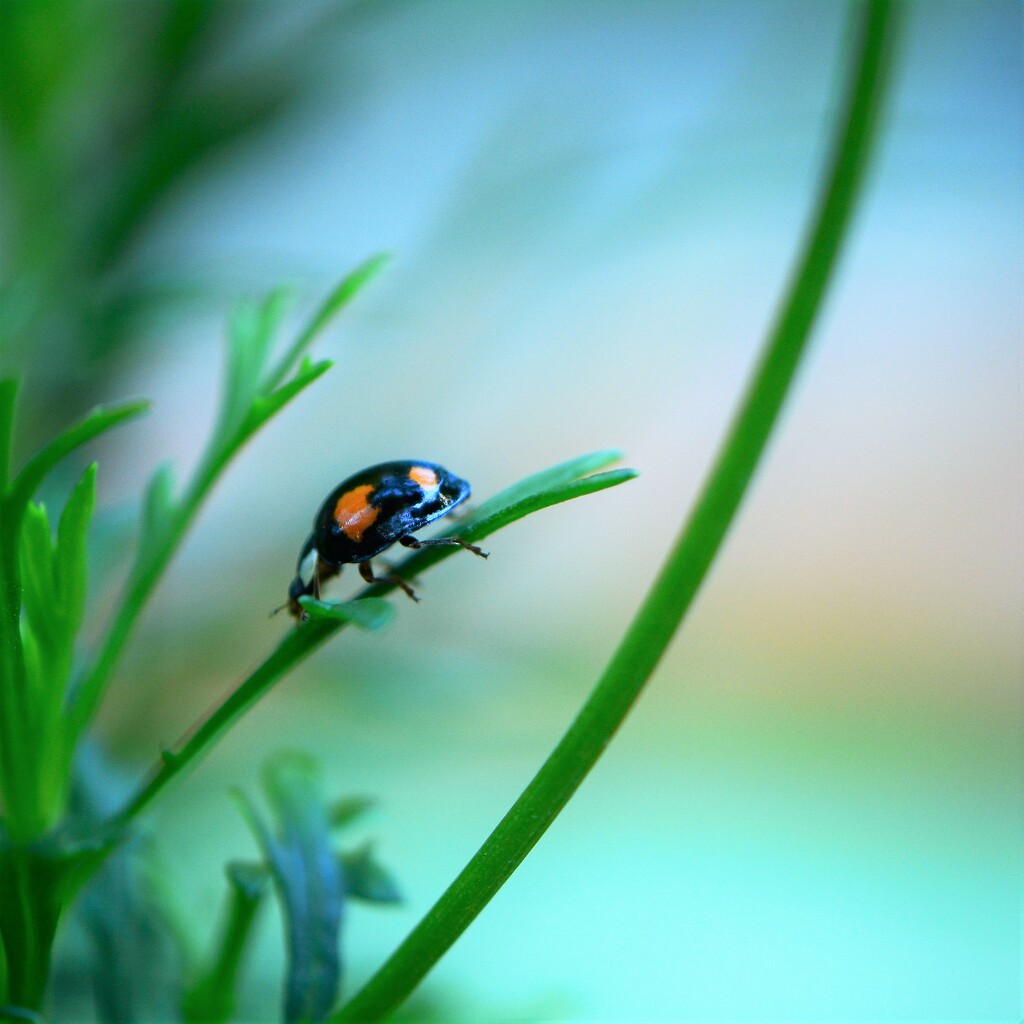 Ladybird amongst the stems.......... by ziggy77