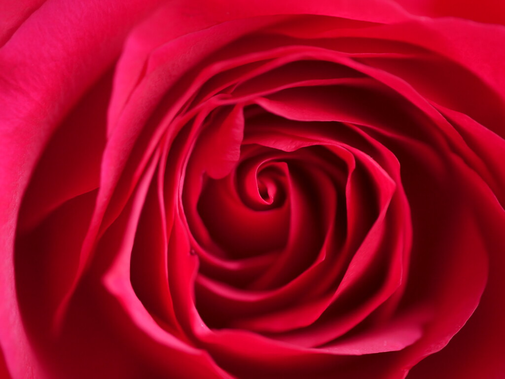 Rose by newbank