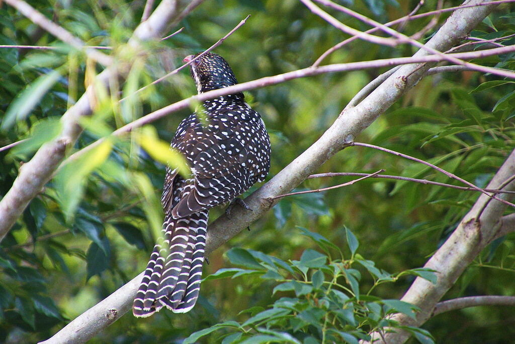 Juvenile Eastern Koel - Spots on the Back by terryliv
